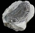 Hollardops Trilobite - Large Specimen #43514-3